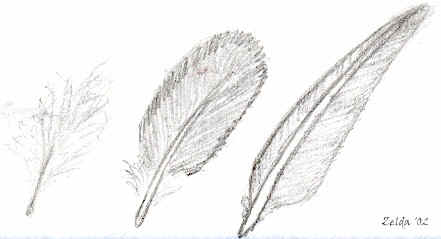 feathers.jpg (23495 bytes)