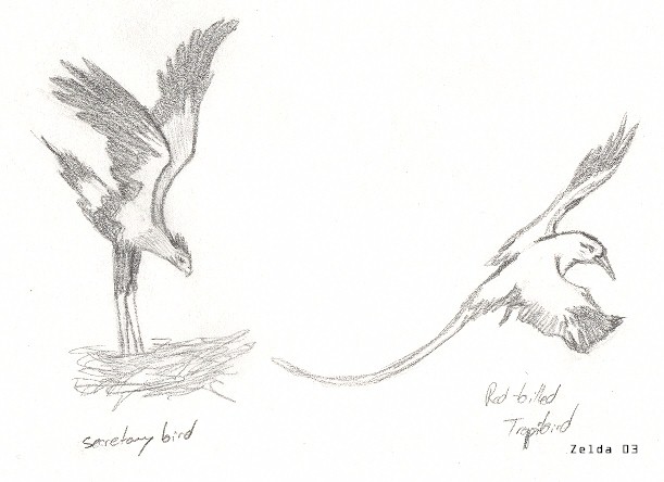 birdssketch.jpg (45199 bytes)