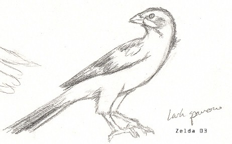 Some sketches of birds